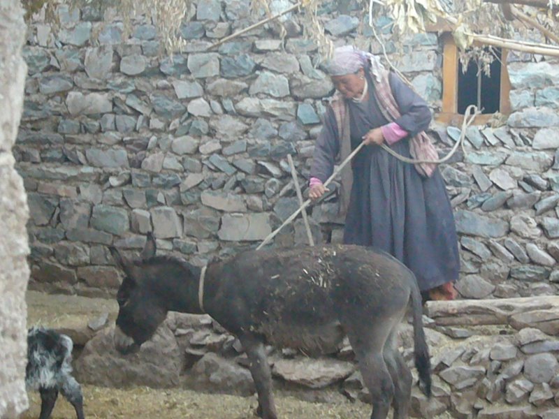 Travel - India - Ladakh - Trip to Alchi - Alchi